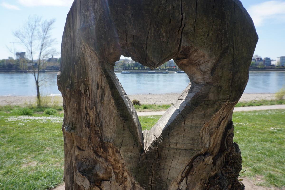 « Chaise en forme de cœur » fabriquée à partir d'un vieux tronc d'arbre sur les rives du Rhin à Beuel